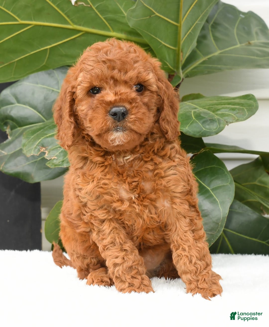 Mini Goldendoodle dogs for sale: Nina - Image 10
