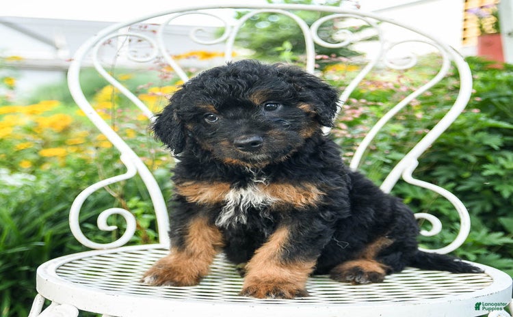 Mini Aussiedoodle dogs - Advert 3