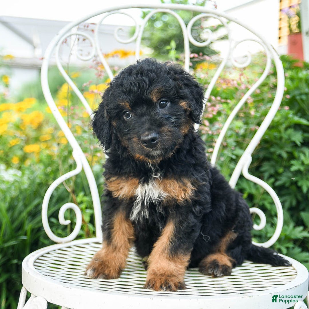 Mini Aussiedoodle dogs for sale: Monty - Image 3