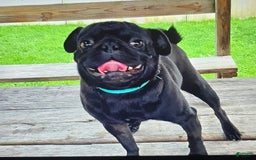 Pug dogs for sale: Dwight - Image 23