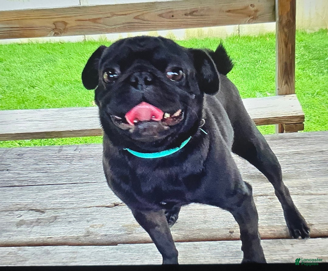 Pug dogs for sale: Dwight - Image 23