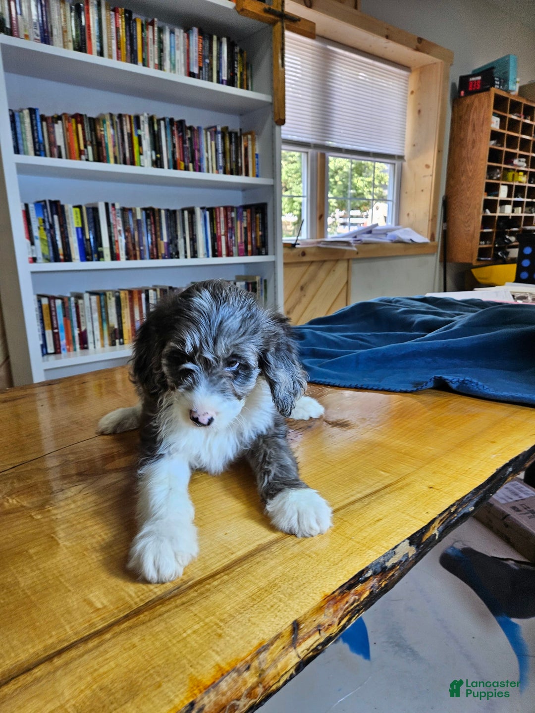 Portuguese Water Dog dogs for sale: Grayson - Image 5