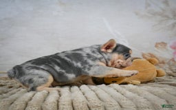 French Bulldog dogs for sale: River - Image 6