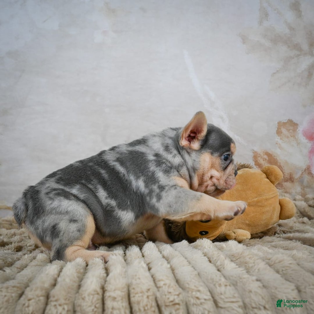 French Bulldog dogs for sale: River - Image 6
