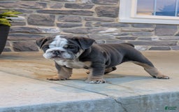 English Bulldog dogs for sale: Tuffy - Image 2