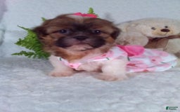 Shih Tzu dogs for sale: Hazel - Image 4