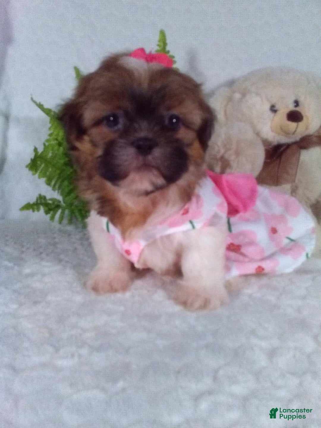 Shih Tzu dogs for sale: Hazel - Image 4