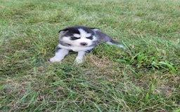 Siberian Husky dogs for sale: Luna - Image 1