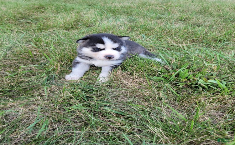 Siberian Husky dogs for sale - Ad 2