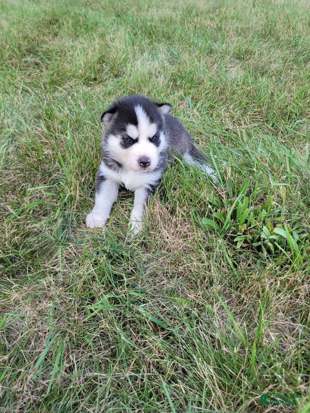 Siberian Husky dogs for sale: Luna - Image 1