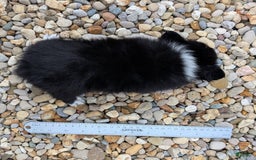 Pomchi dogs for sale: Night Fox - Image 7