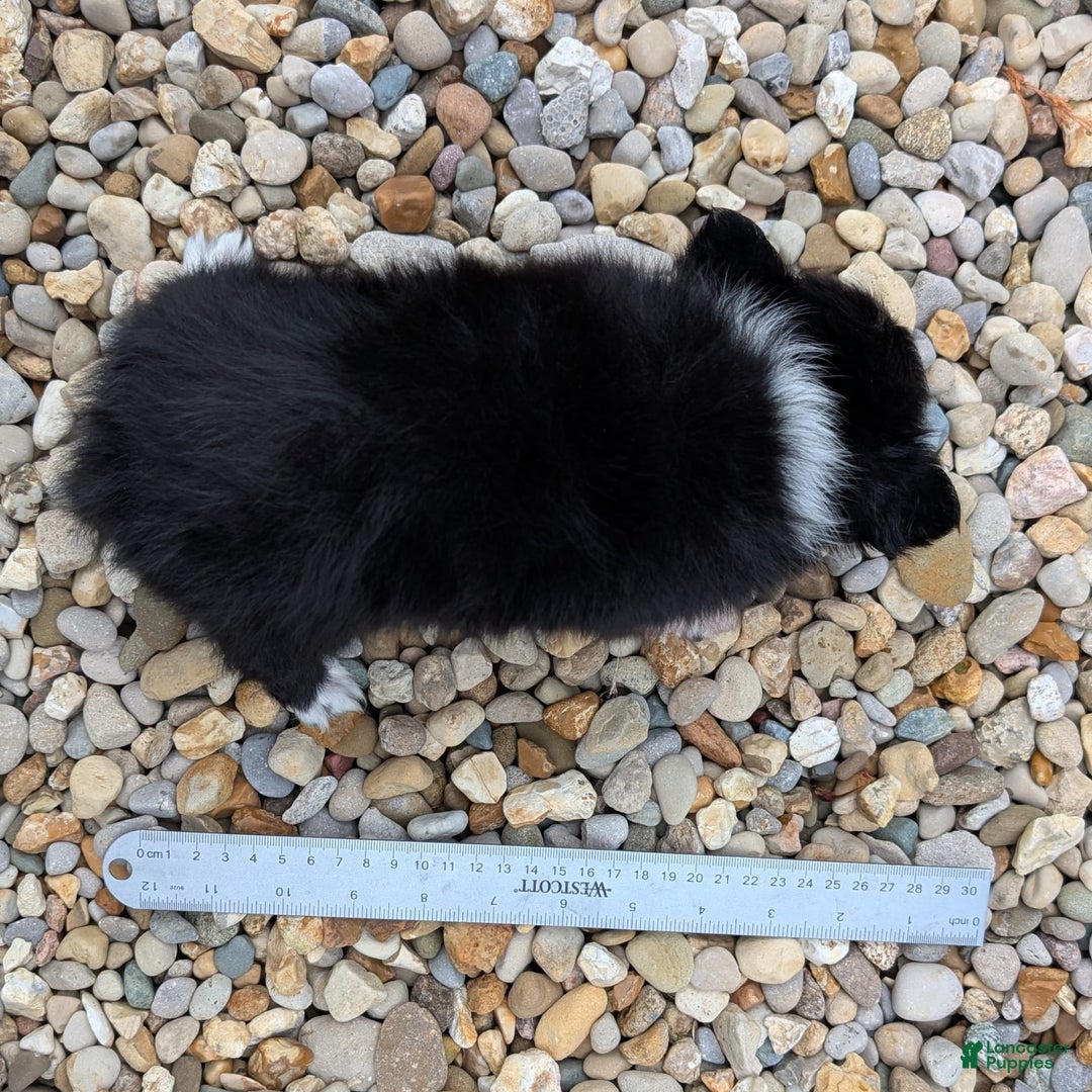 Pomchi dogs for sale: Night Fox - Image 7