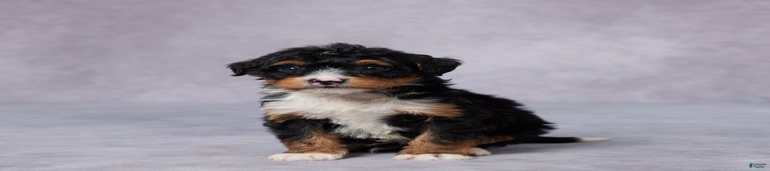 Abe