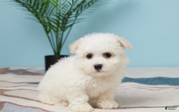 Bichon Frise dogs for sale: Marshall - Image 2