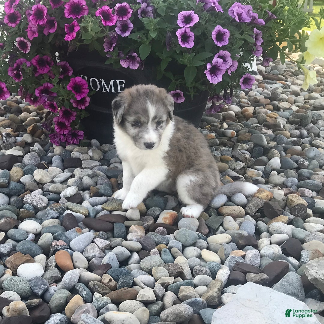 English Shepherd dogs for sale: Tizzy - Image 5