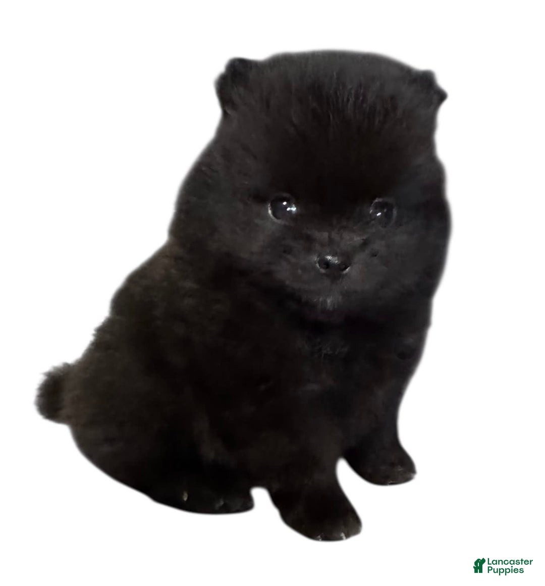 Pomeranian dogs for sale: Jet - Image 10