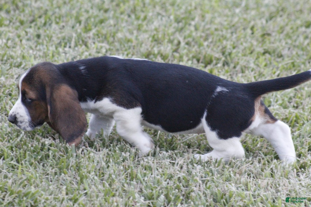 Basset Hound dogs for sale: Deb - Image 9