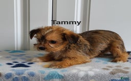 Shorkie dogs for sale: Tammy - Image 1