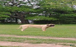 English Mastiff dogs for sale: Dark Green/red Boy  💚 ❤️ - Image 7