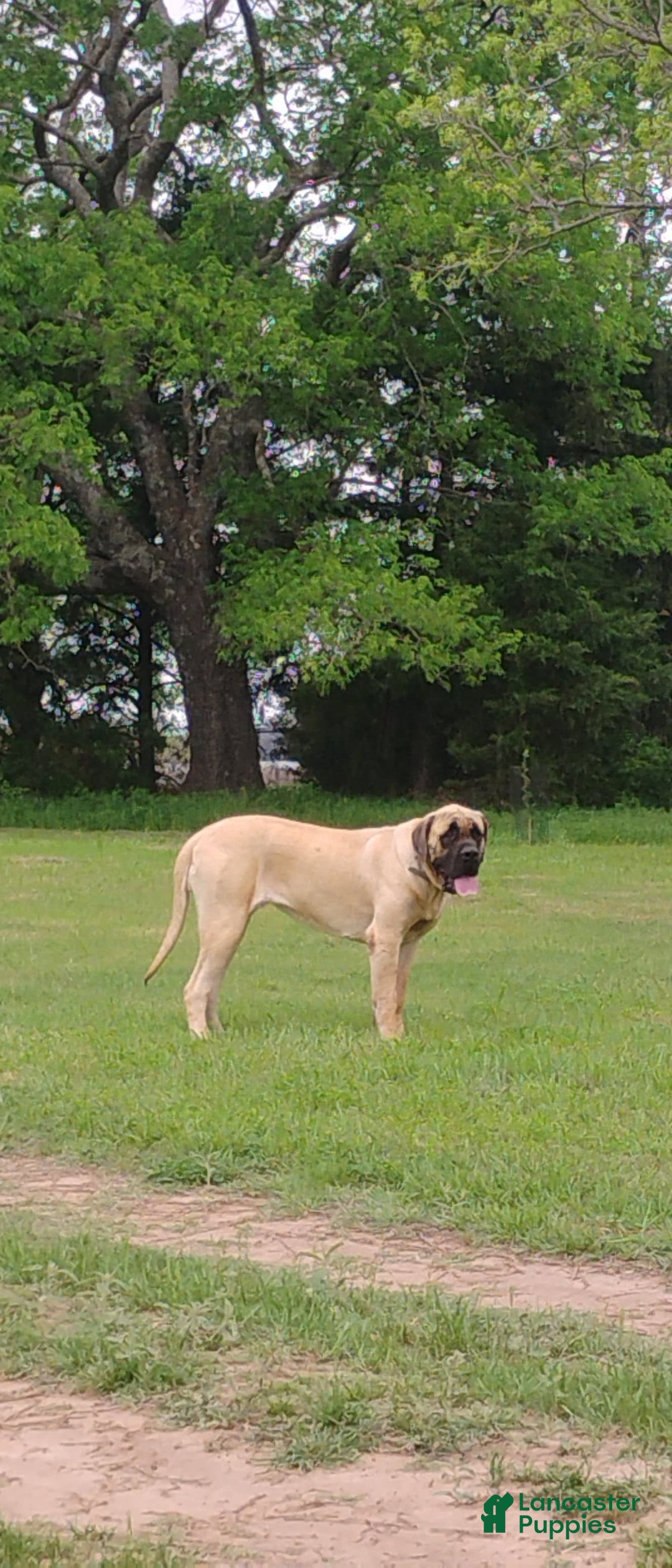 English Mastiff dogs for sale: Dark Green/red Boy  💚 ❤️ - Image 7