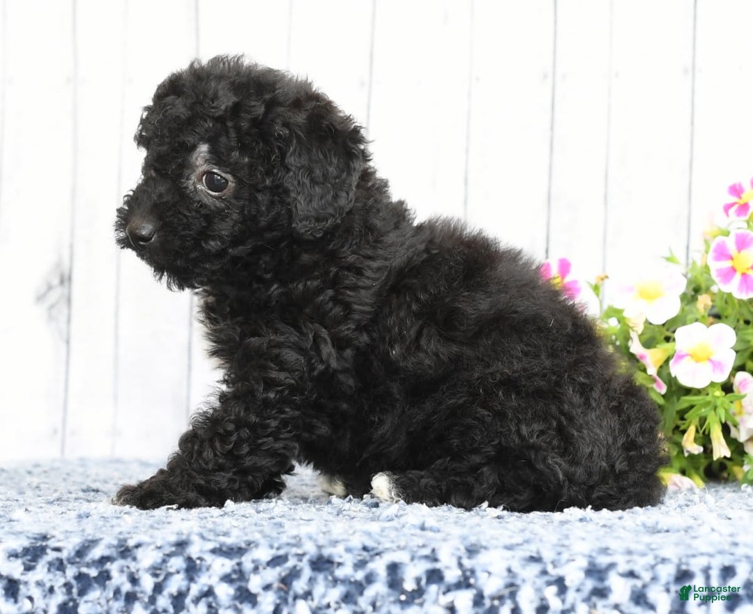 Havapoo dogs for sale: Abby - Image 2