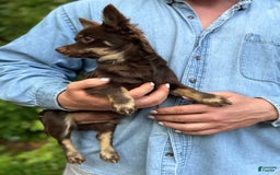 Chihuahua dogs for sale: Hershey - Image 5
