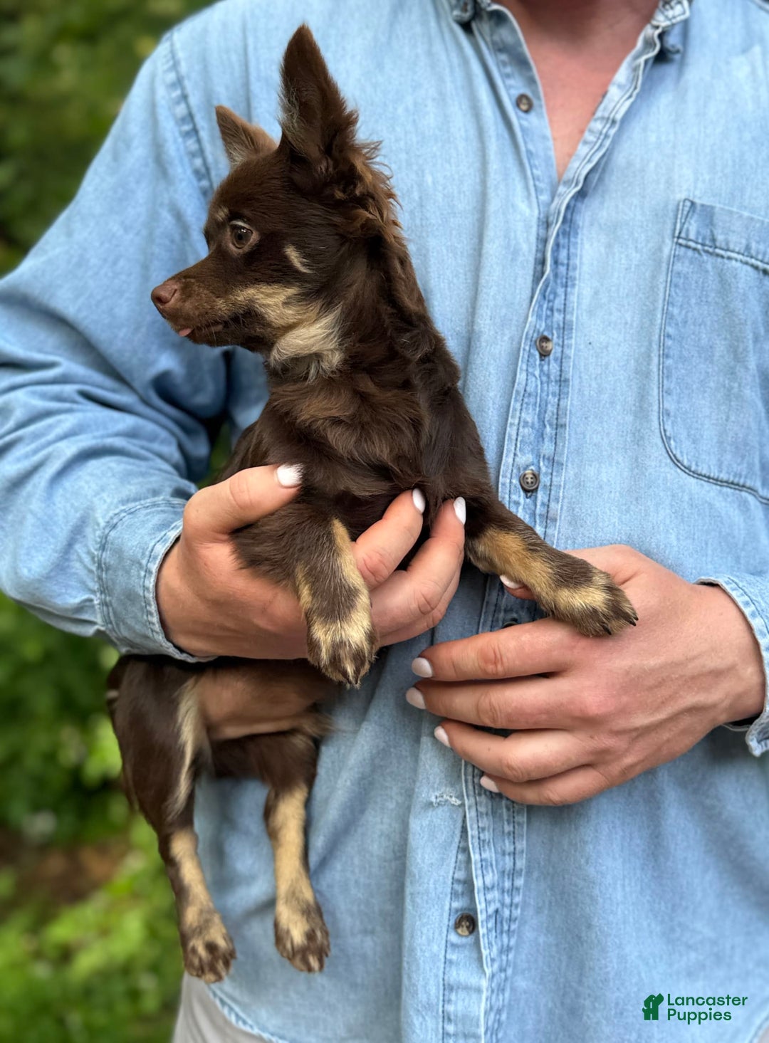 Chihuahua dogs for sale: Hershey - Image 5