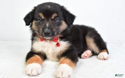 Miniature Australian Shepherd dogs for sale: Snickers - Image 8