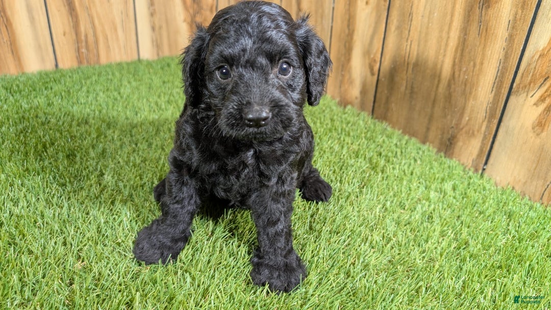 Cavapoo dogs for sale: Bertha Boy 1 - Image 4