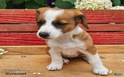 Jack Russell Terrier dogs for sale: Teresa - Image 5
