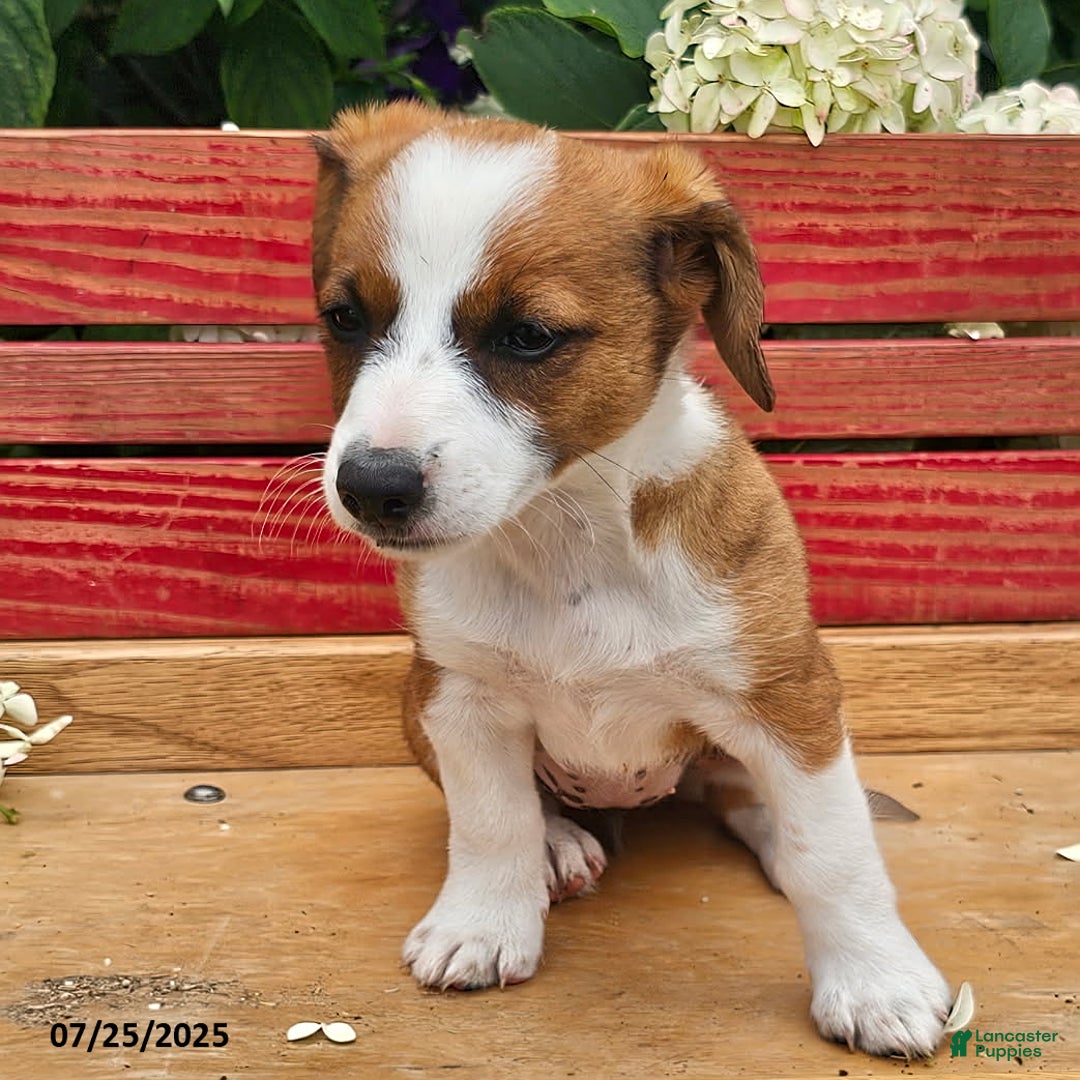 Jack Russell Terrier dogs for sale: Teresa - Image 5