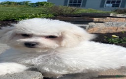 Bichon Frise dogs for sale: Biscuit - Image 6