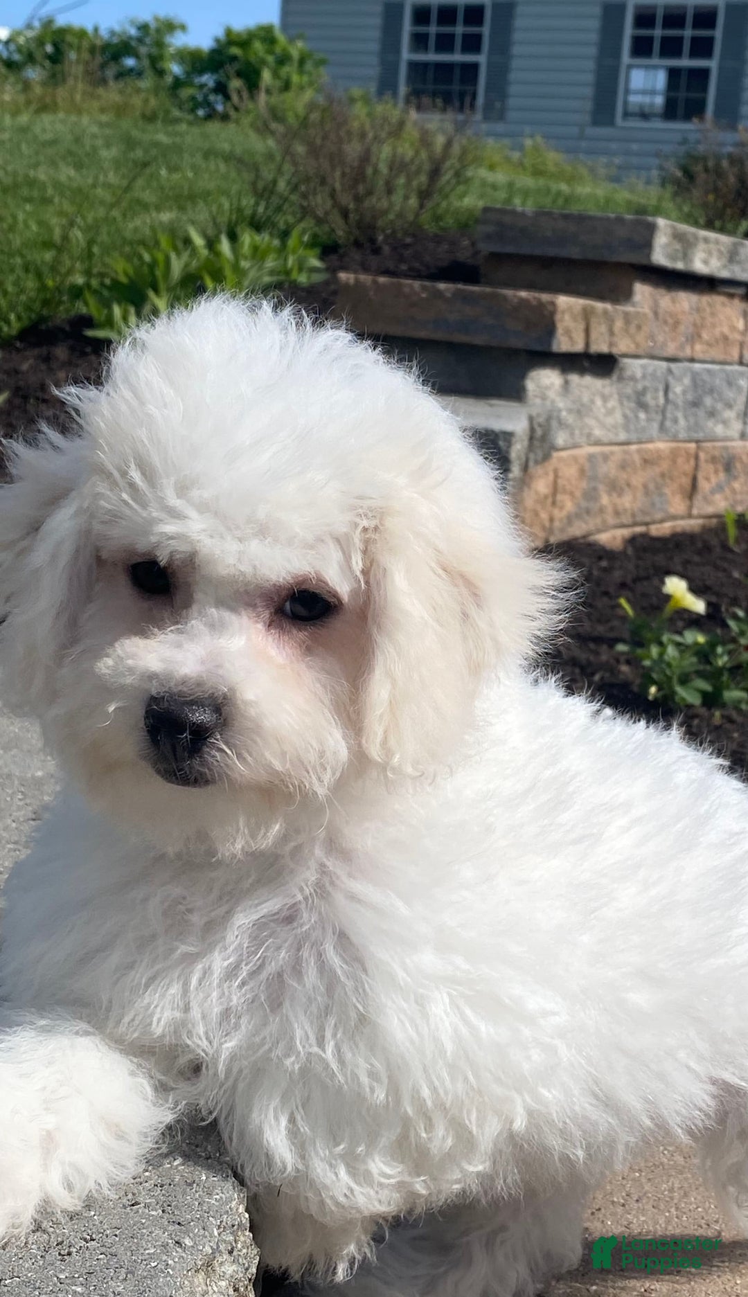 Bichon Frise dogs for sale: Biscuit - Image 6