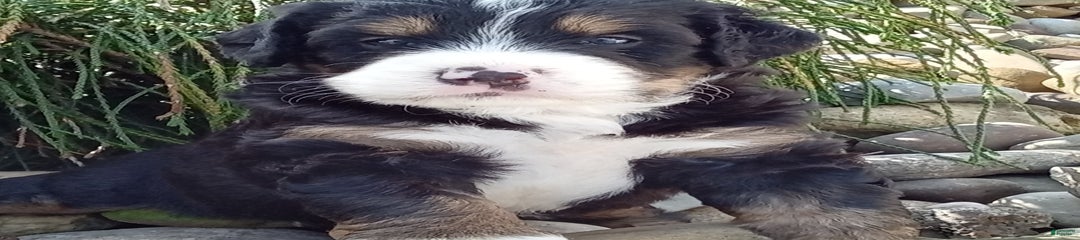 Shiloh