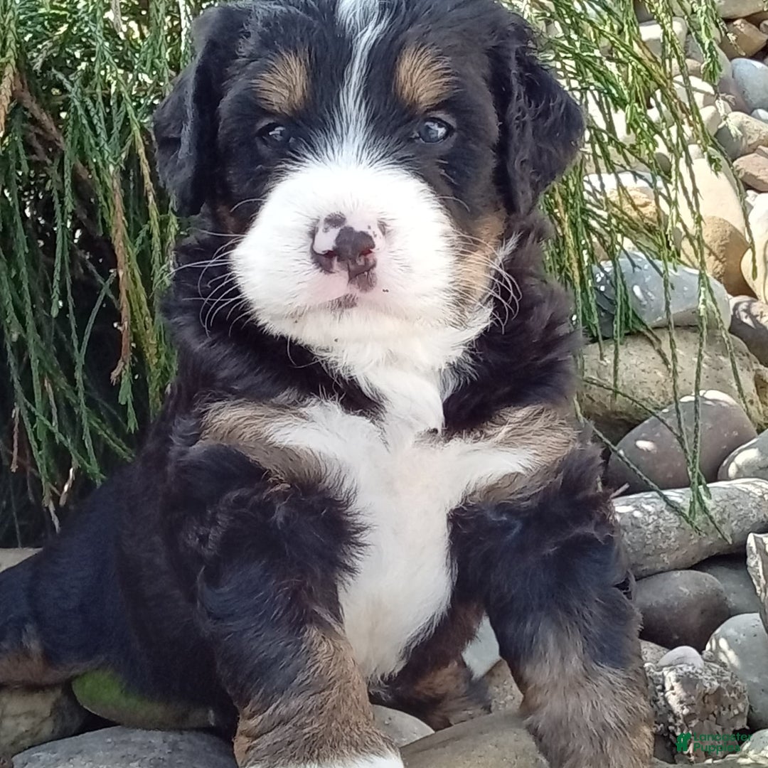 Mini Bernedoodle dogs for sale: Shiloh - Image 30