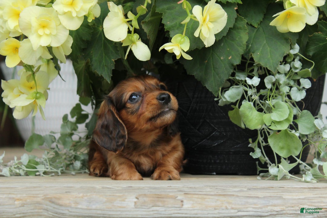 Miniature Dachshund dogs for sale: Smokey - Image 2
