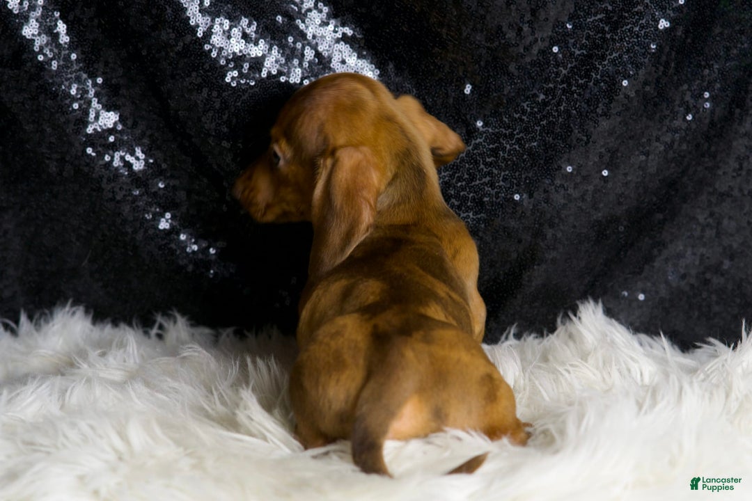 Miniature Dachshund dogs for sale: Stretch - Image 4
