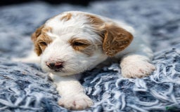 Standard Poodle dogs for sale: Rail - Image 1