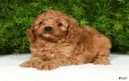 Cavapoo dogs for sale: Mandy - Image 5
