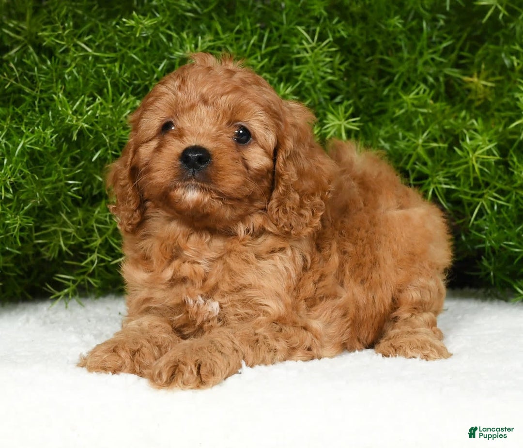 Cavapoo dogs for sale: Mandy - Image 5