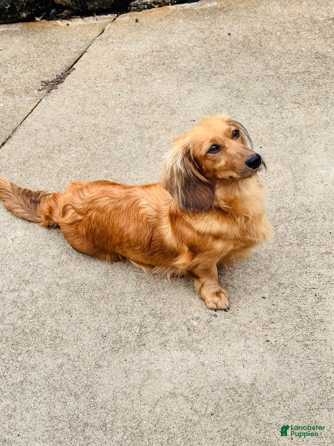 Miniature Dachshund dogs for sale: Sadie - Image 4