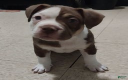American Bully dogs for sale: Rollie - Image 3