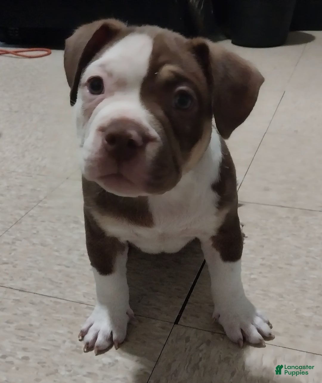 American Bully dogs for sale: Rollie - Image 3