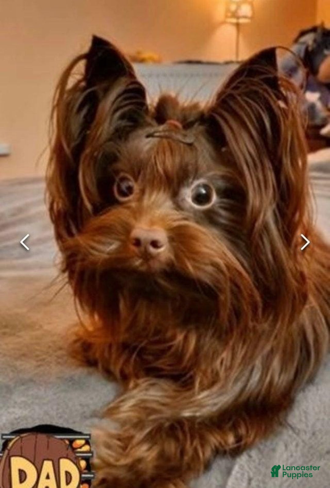 Yorkshire Terrier dogs for sale: Zelie - Image 5