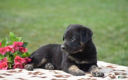 German Shepherd dogs for sale: Anthony - Image 3