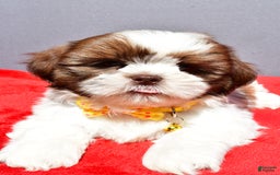 Shih Tzu dogs for sale: Jasper - Image 4
