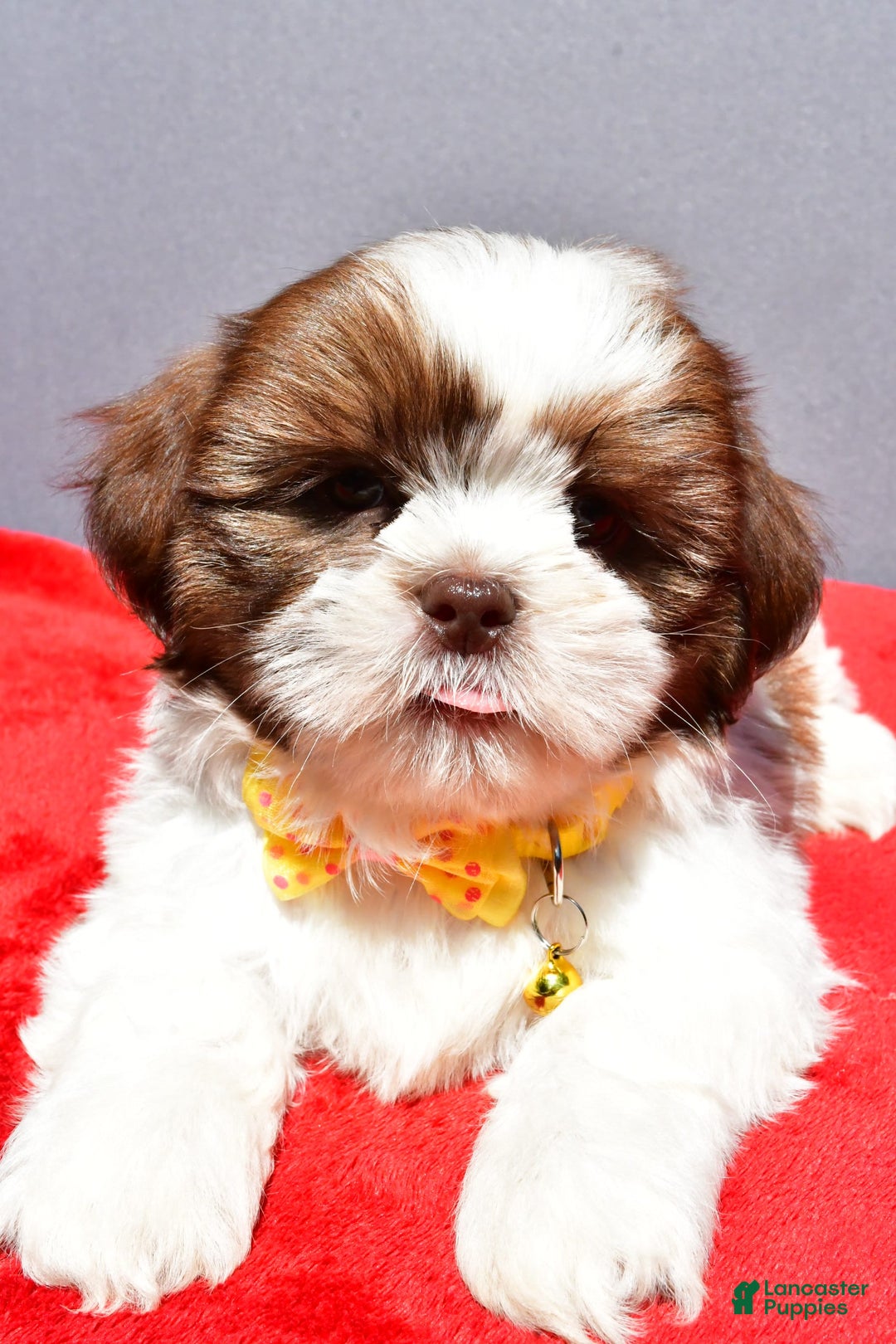 Shih Tzu dogs for sale: Jasper - Image 4