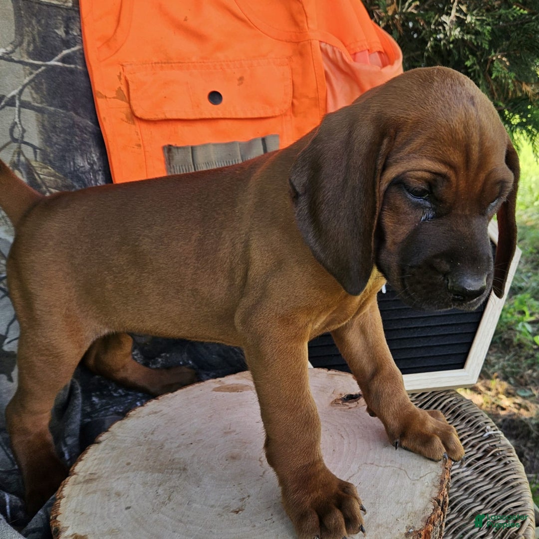 Redbone Coonhound dogs for sale: Raven - Image 2