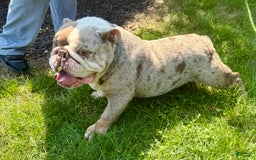 English Bulldog dogs for sale: Ezikel - Image 6