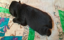 Miniature Schnauzer dogs for sale: Girl3 - Image 14